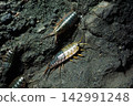 A sea slater molting; a marine creature; molting of the upper body. 142991248