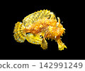 Scorpionfish (a type of fish found among floating seaweed) - Black background 142991249