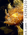 A close-up of a scorpionfish (Hanaokoze) - a fish among floating seaweed. 142991250