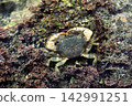 Varieties of the flat-shelled crab (Shore crab) - Flat-shelled crab - Marine life 142991251