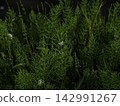 The morning sun shines on the horsetail branches, and colorful water droplets sparkle. 142991267