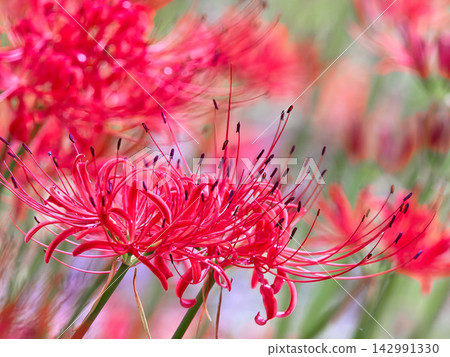 Cluster amaryllis Cluster amaryllis 142991330
