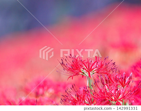 red spider lily red spider lily 142991331