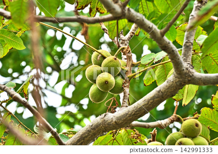 Walnuts (Autumn, September) Walnuts (Autumn, September) 142991333