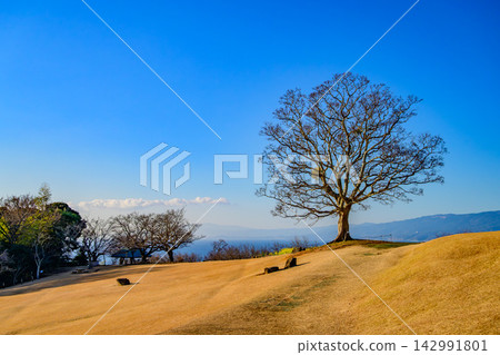 A beautiful winter early morning scene capturing the golden hackberry trees in the wide, golden grassy field of Azumayama Park under a clear blue sky. A beautiful winter early morning scene capturing the golden hackberry trees in the wide, golden grassy field of Azumayama Park under a clear blue sky. 142991801