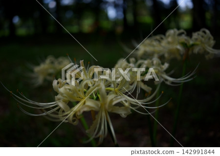 White cluster amaryllis White cluster amaryllis 142991844