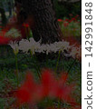 White cluster amaryllis 142991848