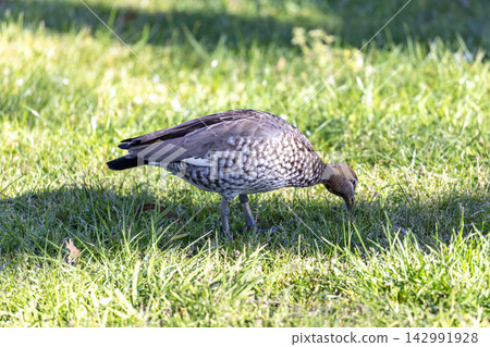 A female Australian Wood Duck foraging for food in a grassy field A female Australian Wood Duck foraging for food in a grassy field 142991928