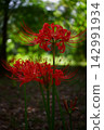 Red pine needle 142991934