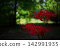 Red pine needle 142991935