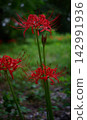 Red pine needle 142991936