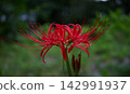 Red pine needle 142991937