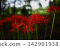 Red pine needle 142991938