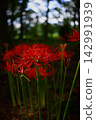 Red pine needle 142991939