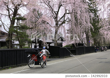Weeping cherry trees along the samurai residence street in Kakunodate 142992010