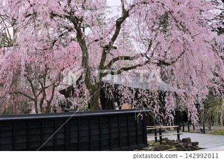Weeping cherry trees along the samurai residence street in Kakunodate Weeping cherry trees along the samurai residence street in Kakunodate 142992011