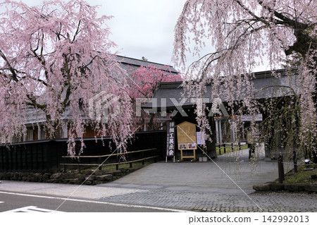 角館武士居街兩旁的垂枝櫻花樹 角館武士居街兩旁的垂枝櫻花樹 142992013
