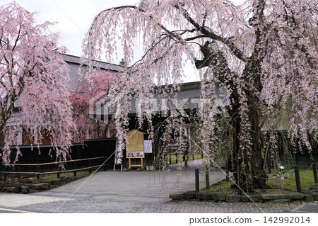 角館武士居街兩旁的垂枝櫻花樹 角館武士居街兩旁的垂枝櫻花樹 142992014