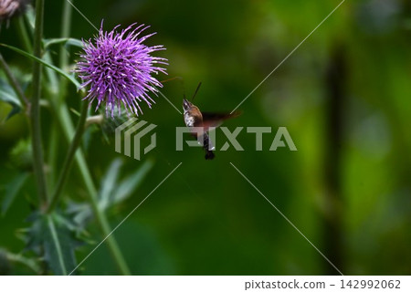 蜂鳥鷹蛾(Macroglossum stellatarum)-以花蜜為食 蜂鳥鷹蛾(Macroglossum stellatarum)-以花蜜為食 142992062
