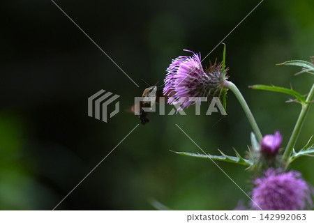蜂鳥鷹蛾(Macroglossum stellatarum)-以花蜜為食 蜂鳥鷹蛾(Macroglossum stellatarum)-以花蜜為食 142992063