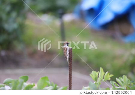 一隻麻雀棲息在田野裡的一根鋼筋上。 一隻麻雀棲息在田野裡的一根鋼筋上。 142992064