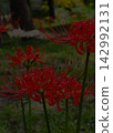 Red pine needle 142992131