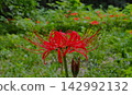Red pine needle 142992132