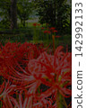 Red pine needle 142992133