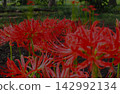 Red pine needle 142992134