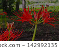 Red pine needle 142992135