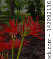 Red pine needle 142992136