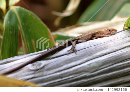 Close-up of a Japanese grass lizard basking in the sun. Close-up of a Japanese grass lizard basking in the sun. 142992166