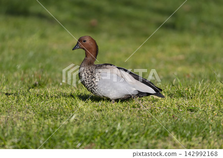 A male Australian Wood Duck standing in a grassy field while foraging for food A male Australian Wood Duck standing in a grassy field while foraging for food 142992168