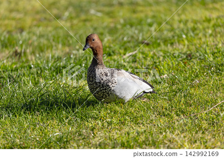 A male Australian Wood Duck standing in a grassy field while foraging for food A male Australian Wood Duck standing in a grassy field while foraging for food 142992169