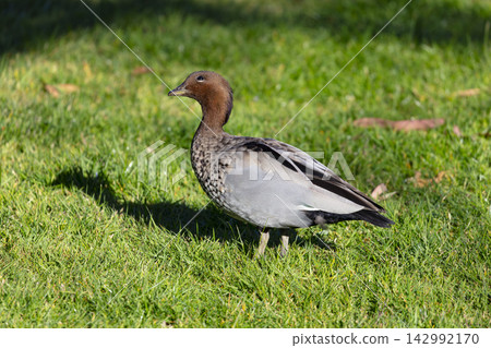 A male Australian Wood Duck standing in a grassy field while foraging for food A male Australian Wood Duck standing in a grassy field while foraging for food 142992170