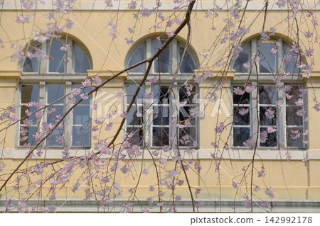 Spring cherry blossoms and windows at the former Kyoto Prefectural Government Building 142992178