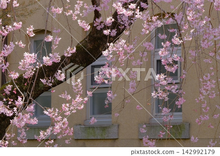Spring cherry blossoms and windows at the former Kyoto Prefectural Government Building Spring cherry blossoms and windows at the former Kyoto Prefectural Government Building 142992179