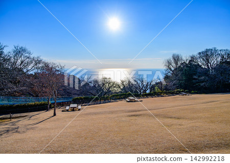 冬日清晨，陽光灑在蔚藍的天空，波光粼粼的相模灣在廣闊的金色草坪上綿延展開。 142992218