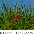 Red pine needle 142992219