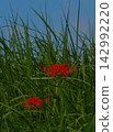 Red pine needle 142992220