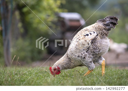 Young chicken grazing on green grass in backyard garden Young chicken grazing on green grass in backyard garden 142992277