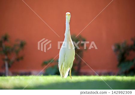 White cattle egret wild bird, also known as Bubulcus ibis, walking on green lawn at hotel yard in summer White cattle egret wild bird, also known as Bubulcus ibis, walking on green lawn at hotel yard in summer 142992309