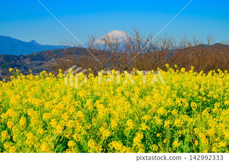 東山公園早春景色優美,櫻花枝條在油菜花田後緩緩綻放,遠處富士山山頂覆蓋著潔白的積雪。 東山公園早春景色優美,櫻花枝條在油菜花田後緩緩綻放,遠處富士山山頂覆蓋著潔白的積雪。 142992333