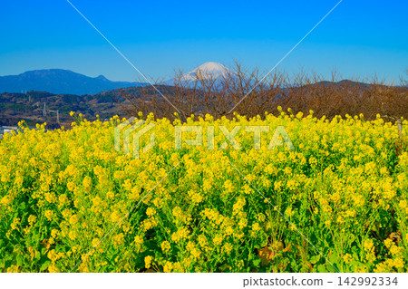 東山公園早春景色優美,櫻花枝條在油菜花田後緩緩綻放,遠處富士山山頂覆蓋著潔白的積雪。 東山公園早春景色優美,櫻花枝條在油菜花田後緩緩綻放,遠處富士山山頂覆蓋著潔白的積雪。 142992334