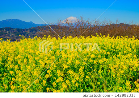東山公園早春景色優美,櫻花枝條在油菜花田後緩緩綻放,遠處富士山山頂覆蓋著潔白的積雪。 東山公園早春景色優美,櫻花枝條在油菜花田後緩緩綻放,遠處富士山山頂覆蓋著潔白的積雪。 142992335