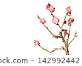 A beautiful plum branch that heralds spring, a neatly cut-out illustration with a transparent background. 142992442