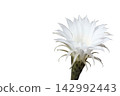 A beautifully cut-out illustration of a white cactus flower with a transparent background. 142992443