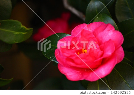 For winter flowering contrast For winter flowering contrast 142992535