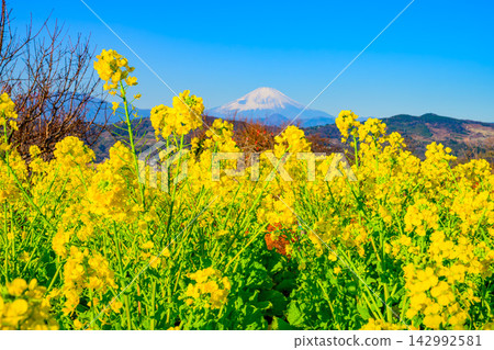 A beautiful early spring scene captured at Azumayama Park, with rapeseed blossoms and cherry tree branches awaiting bloom, and Mount Fuji towering in the background. A beautiful early spring scene captured at Azumayama Park, with rapeseed blossoms and cherry tree branches awaiting bloom, and Mount Fuji towering in the background. 142992581