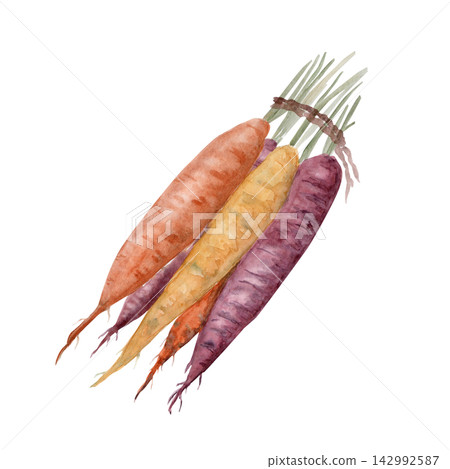 Watercolor bunch of colorful rainbow carrots tied together isolated on white. Hand painted root vegetable illustration ideal for food packaging, farmers market branding, cookbook, menu, recipe card Watercolor bunch of colorful rainbow carrots tied together isolated on white. Hand painted root vegetable illustration ideal for food packaging, farmers market branding, cookbook, menu, recipe card 142992587